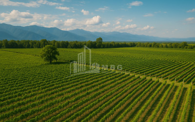 Продается Земля Бакурцихе Гурджаани Кахети