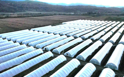 იყიდება მიწის ნაკვეთი ვანი იმერეთი