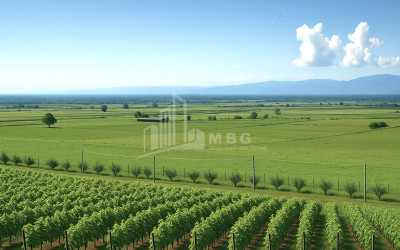 Продается Земля Шильда Кварели Кахети