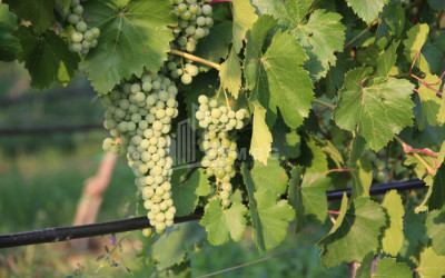 იყიდება კომერციული ფართი დოესი კასპი შიდა ქართლი