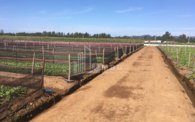 იყიდება მიწის ნაკვეთი გურია