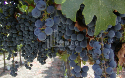 იყიდება კომერციული ფართი დოესი კასპი შიდა ქართლი