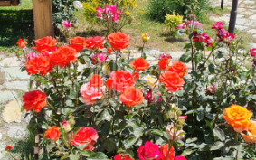 Продается Коммерческий Хашми Сагареджо Кахети