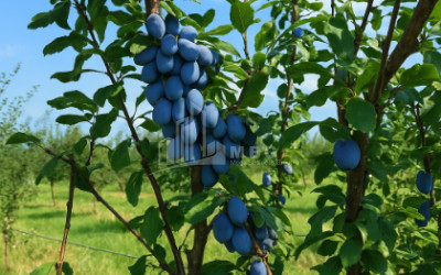 Продается Земля Бакурцихе Гурджаани Кахети