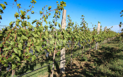 იყიდება კომერციული ფართი დოესი კასპი შიდა ქართლი