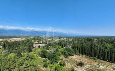 For Sale Land Tsinandali Telavi Kakheti
