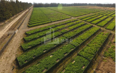 იყიდება მიწის ნაკვეთი გურია