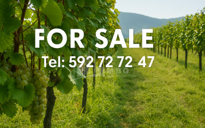 For-Sale-Land-Mtisdziri-Kvareli-Kakheti