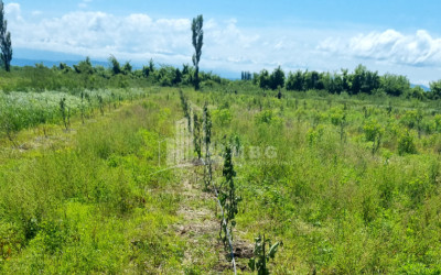 იყიდება მიწის ნაკვეთი სენაკი სამეგრელო   ზემო სვანეთი