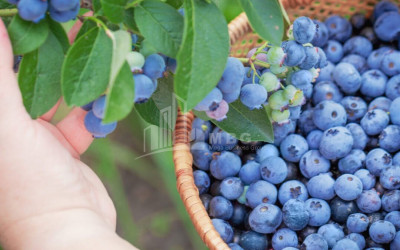 Продается Земля Самегрело   Верхняя Сванетия