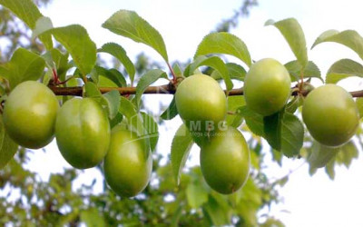 For Sale Land Marneuli Kvemo Kartli