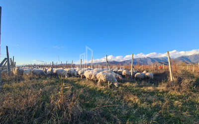 For Sale Land Shilda Kvareli Kakheti