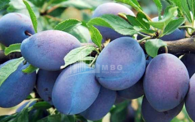 For Sale Land Marneuli Kvemo Kartli