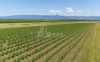 იყიდება მიწის ნაკვეთი საგარეჯო კახეთი