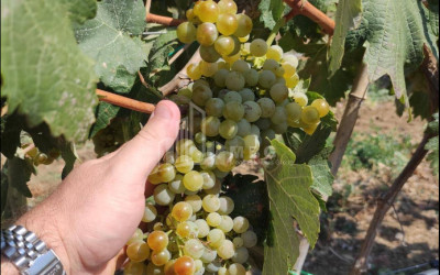 იყიდება კომერციული ფართი დოესი კასპი შიდა ქართლი