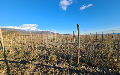 For Sale Land Shilda Kvareli Kakheti