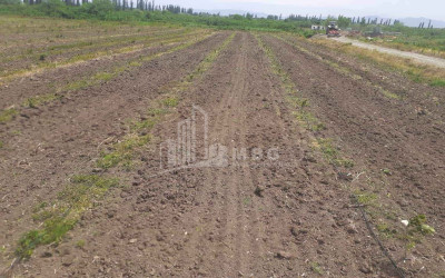 იყიდება მიწის ნაკვეთი სენაკი სამეგრელო   ზემო სვანეთი