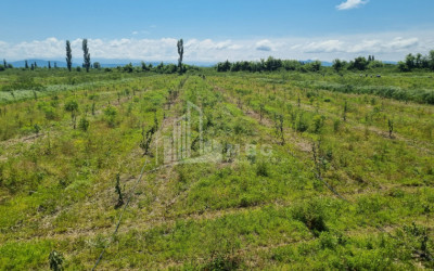 იყიდება მიწის ნაკვეთი სენაკი სამეგრელო   ზემო სვანეთი