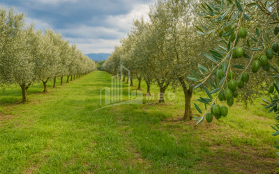 For Sale Land Kvareli Kakheti