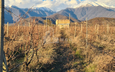 For Sale Land Shilda Kvareli Kakheti