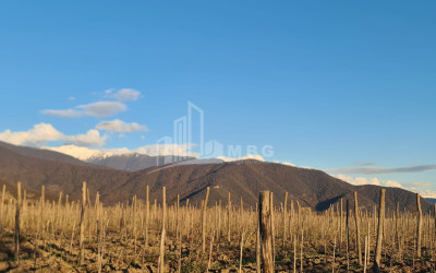 For Sale Land Shilda Kvareli Kakheti