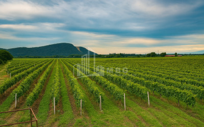 For Sale Commercial Shilda Kvareli Kakheti