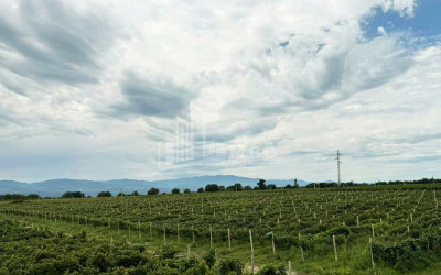 For Sale Commercial Shilda Kvareli Kakheti
