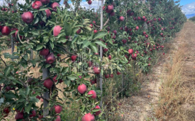 For Sale Land Gori Shida Kartli