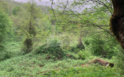 Продается Земля Иста Амбролаури Рача   Лечхуми Квемо Сванети