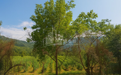 იყიდება მიწის ნაკვეთი კვაცხუთი ამბროლაური რაჭა   ლეჩხუმი ქვემო სვანეთი