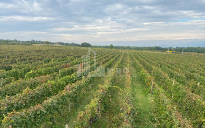 For Sale Land Tsinandali Telavi Kakheti
