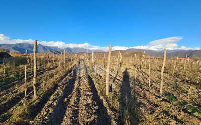 For Sale Land Shilda Kvareli Kakheti