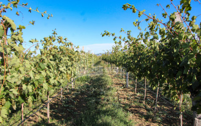 იყიდება კომერციული ფართი დოესი კასპი შიდა ქართლი