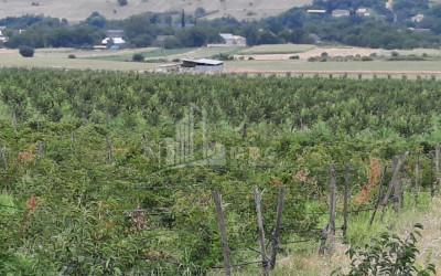 For Sale Land Marneuli Kvemo Kartli