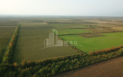 Продается Земля Бакурцихе Гурджаани Кахети