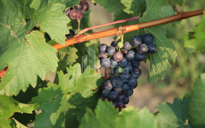 იყიდება კომერციული ფართი დოესი კასპი შიდა ქართლი