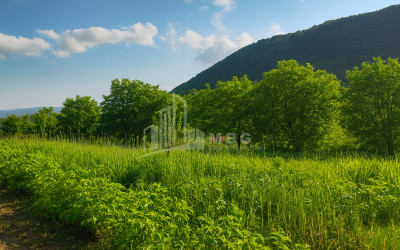 For-Sale-Land-Orkhevi-Tianeti-Mtskheta---Mtianeti