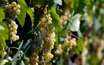 Продается Коммерческий Хашми Сагареджо Кахети