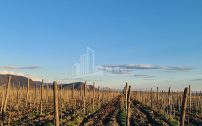 For Sale Land Shilda Kvareli Kakheti