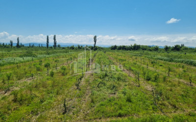 იყიდება მიწის ნაკვეთი სენაკი სამეგრელო   ზემო სვანეთი