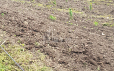 იყიდება მიწის ნაკვეთი სენაკი სამეგრელო   ზემო სვანეთი