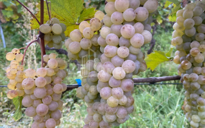 For Sale Land Tsinandali Telavi Kakheti