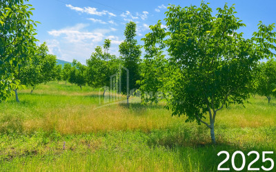 Продается Земля ли Каспси Шида Картли