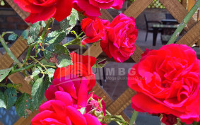 Продается Коммерческий Хашми Сагареджо Кахети