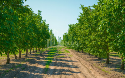 Продается Земля ли Каспси Шида Картли