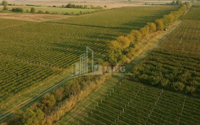 Продается Земля Бакурцихе Гурджаани Кахети