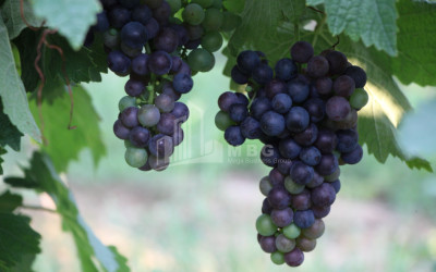 იყიდება კომერციული ფართი დოესი კასპი შიდა ქართლი