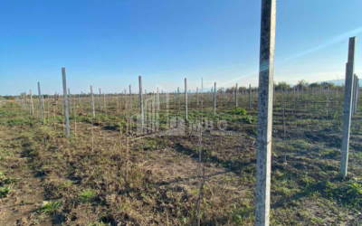 For Sale Land, Kvareli Municipality, Municipalities of Kakheti