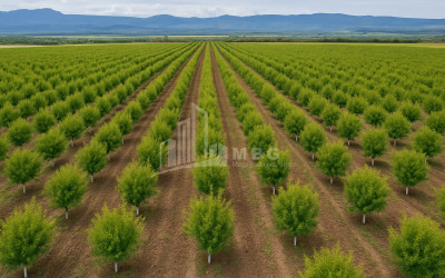 იყიდება მიწის ნაკვეთი საგარეჯო კახეთი