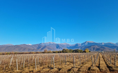 For Sale Land Eniseli Kvareli Kakheti